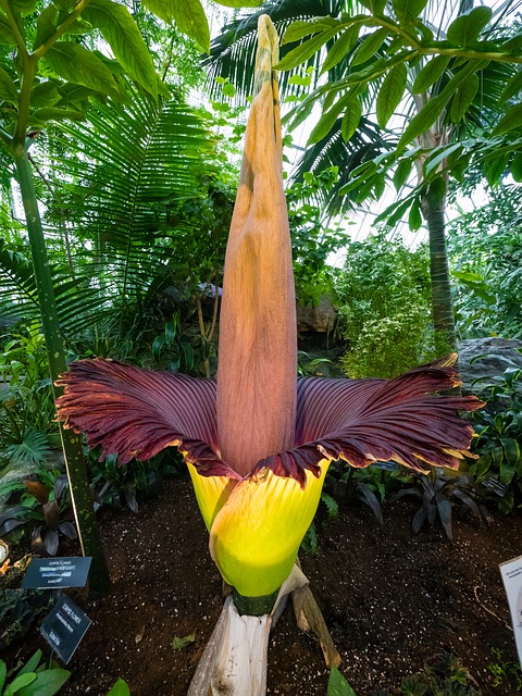 corpse flower