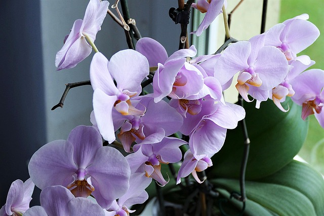 orchid