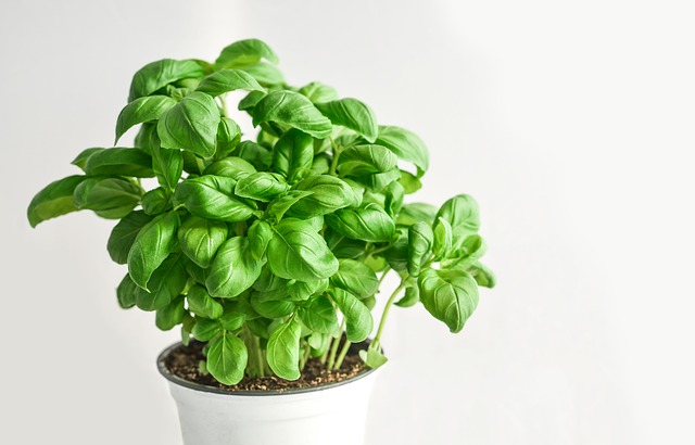 basil