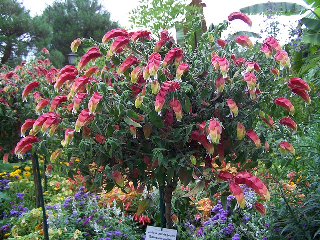 shrimp plant