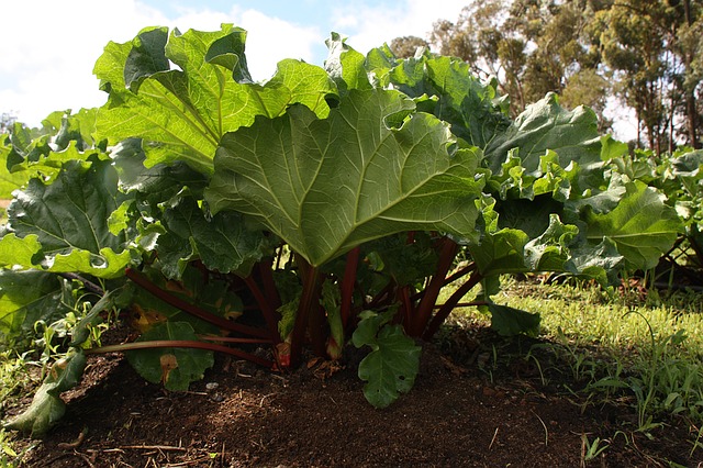 rhubarb