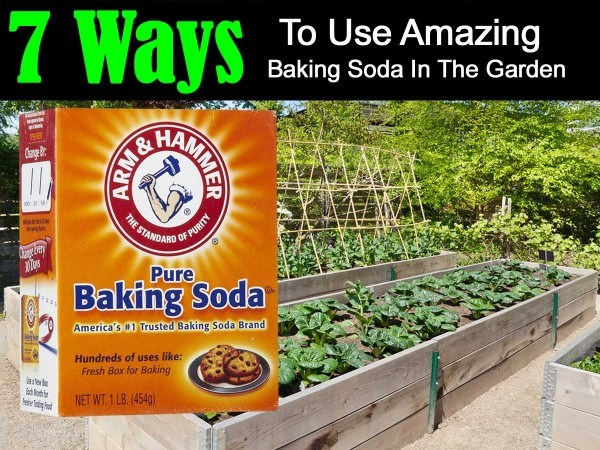 baking soda