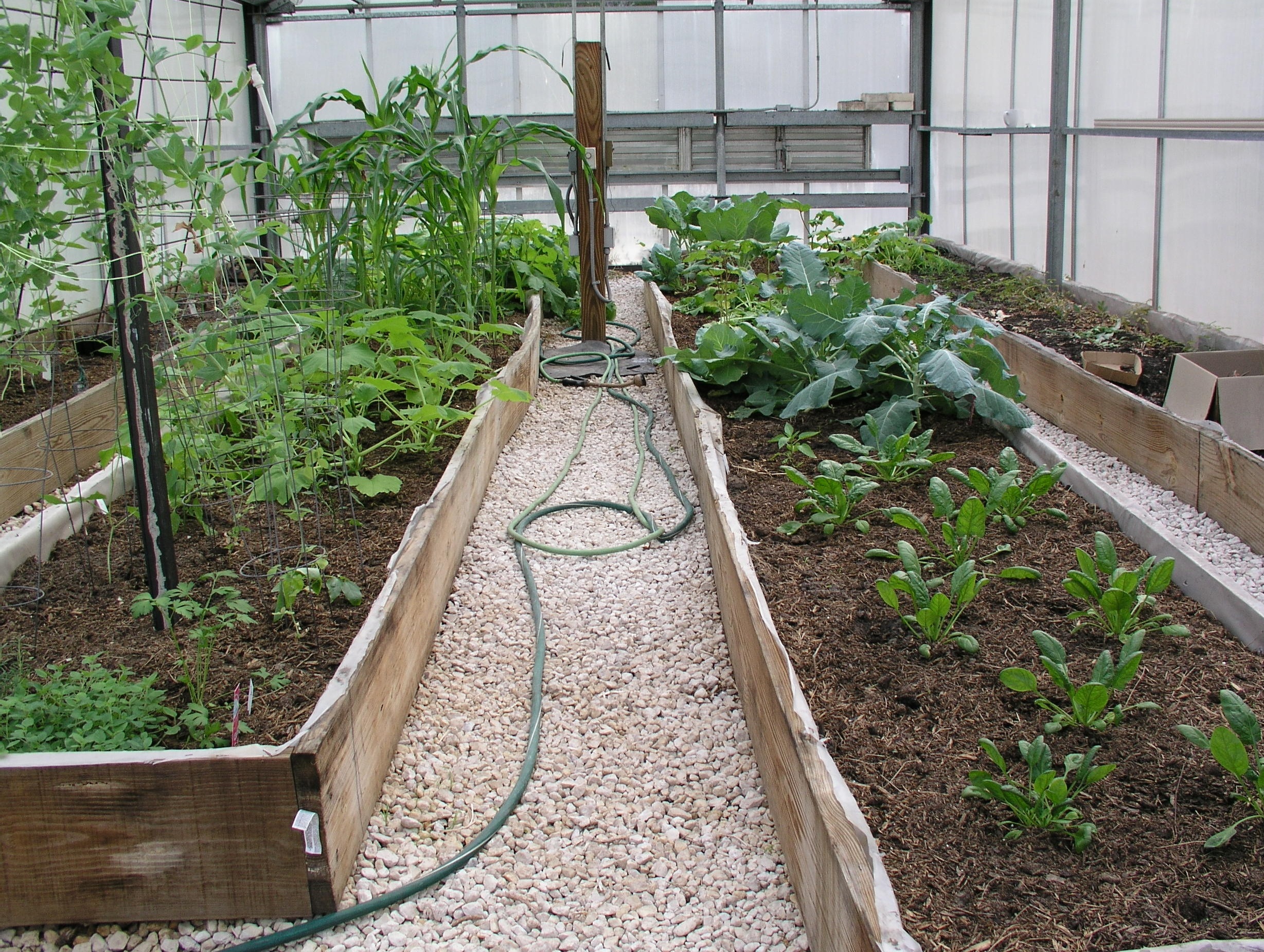 9-most-popular-vegetables-to-grow-in-a-greenhouse