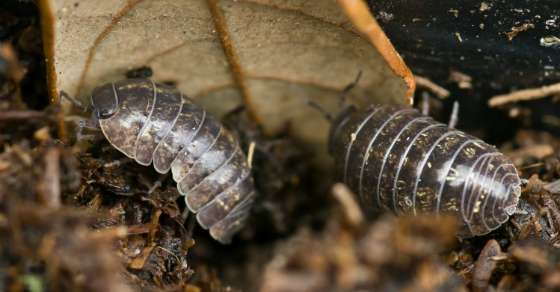 pill bugs