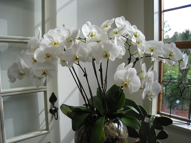 orchid