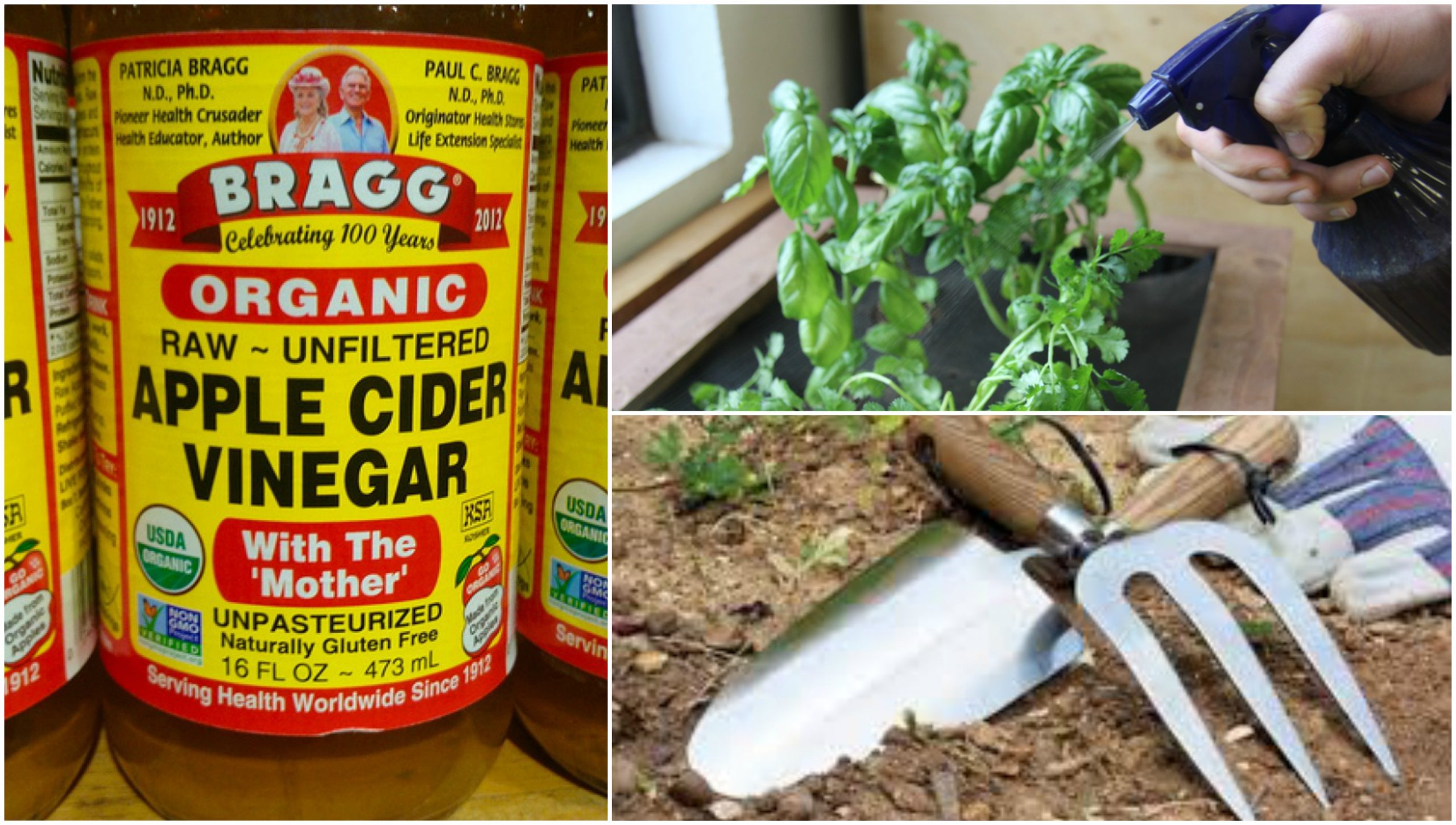 apple cider vinegar