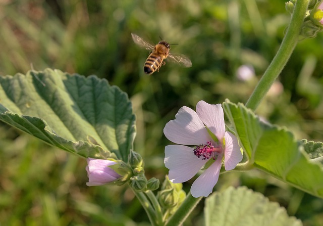 wildflower