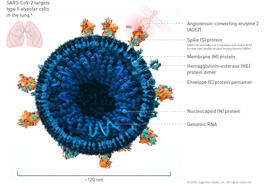 coronavirus