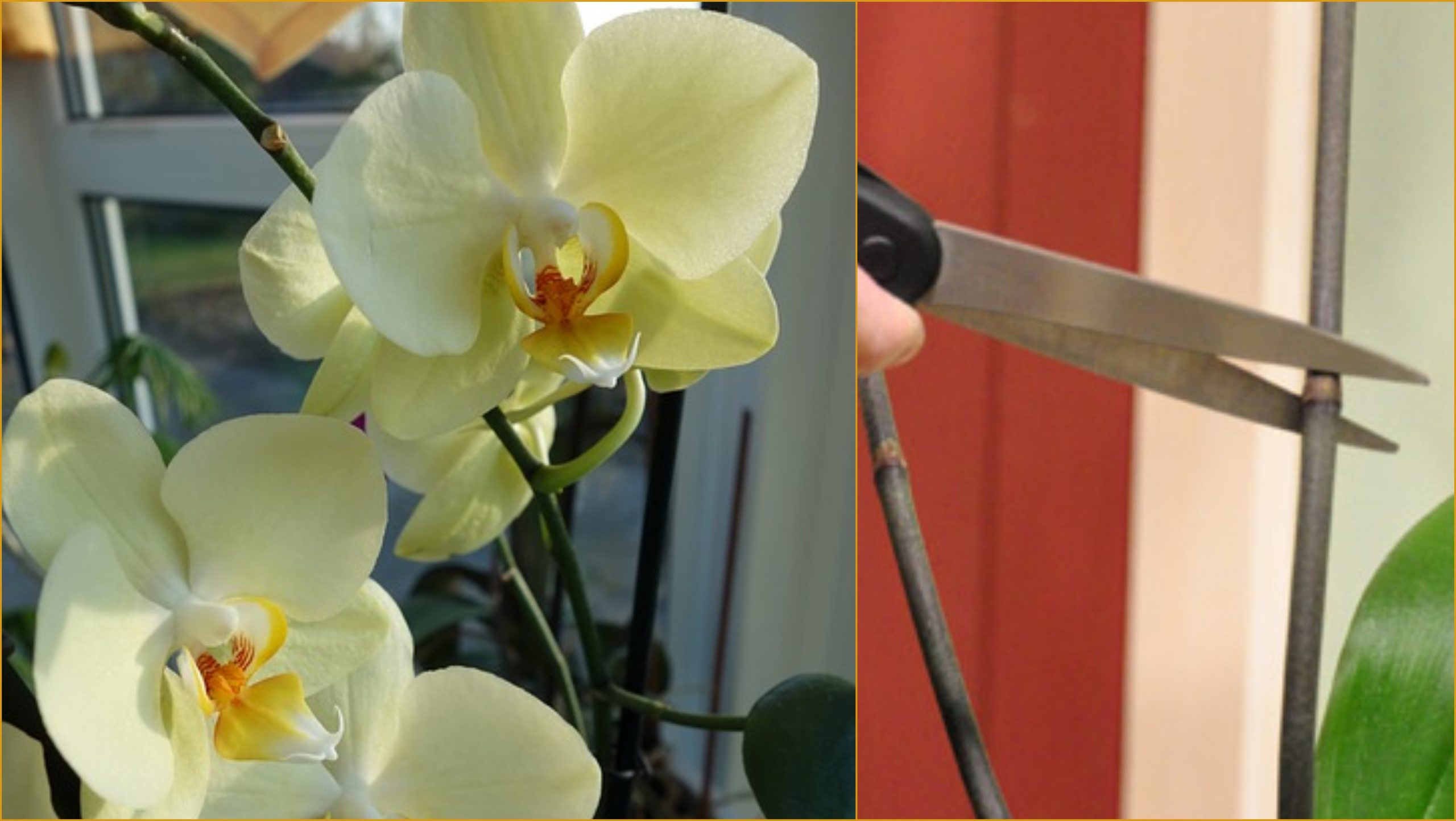 caring-for-phalaenopsis-orchids-post-bloom